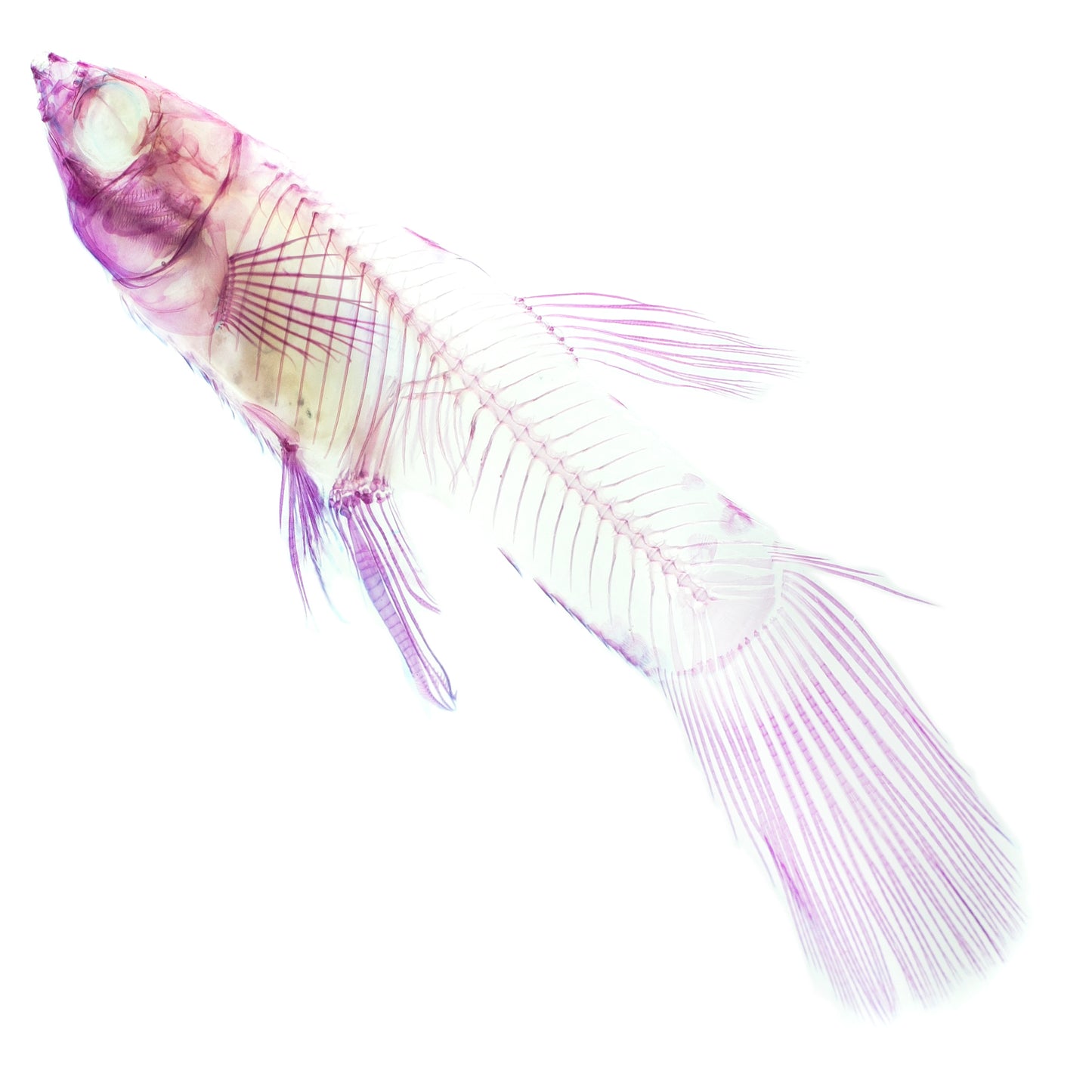 孔雀魚 Poecilia sp. 透明標本系列_104 魚類標本