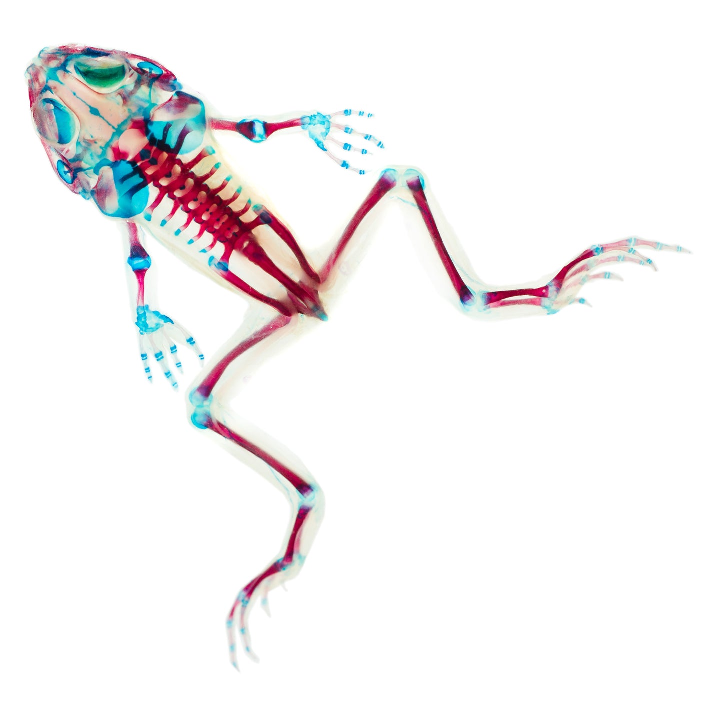 虎皮蛙Hoplobatrachus chinensis 透明標本系列_256 蛙類標本