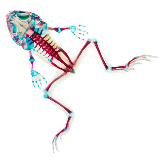 虎皮蛙Hoplobatrachus chinensis 透明標本系列_256 蛙類標本