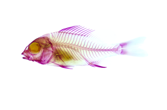 黑棘鯛 黑格 Acanthopagrus schlegelii 透明標本系列_062 魚類標本 台灣海洋生物