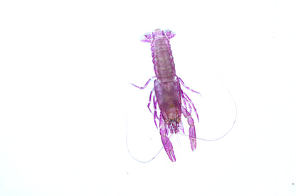澳洲淡水龍蝦 Parastacidae 透明標本系列_303 蝦類標本 台灣外來種生物