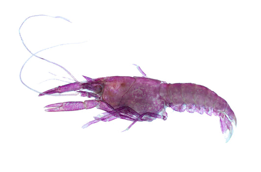 澳洲淡水龍蝦 Parastacidae 透明標本系列_303 蝦類標本 台灣外來種生物