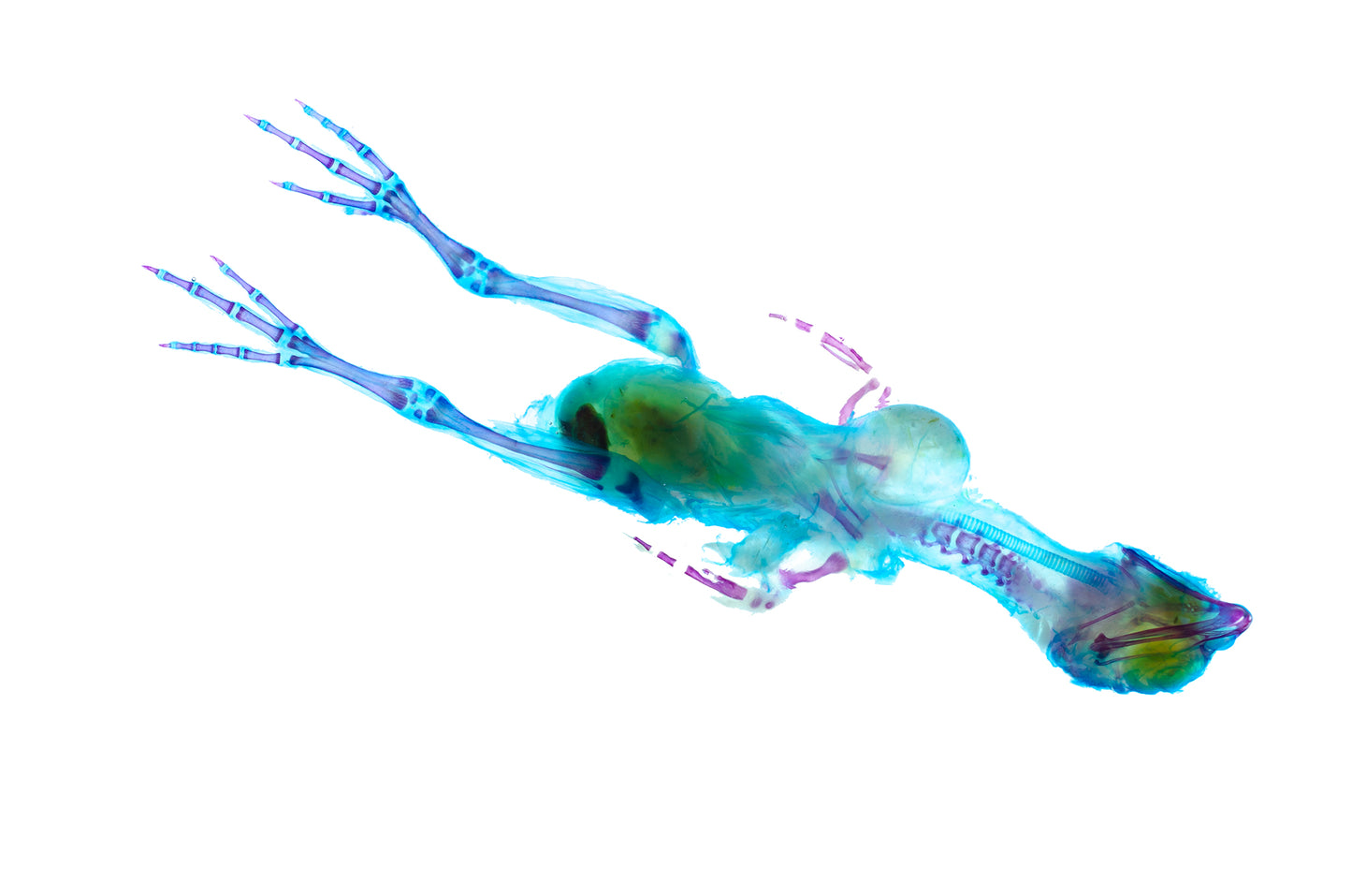 盧丁雞 Rutin chickens 透明標本系列_083 鳥類標本