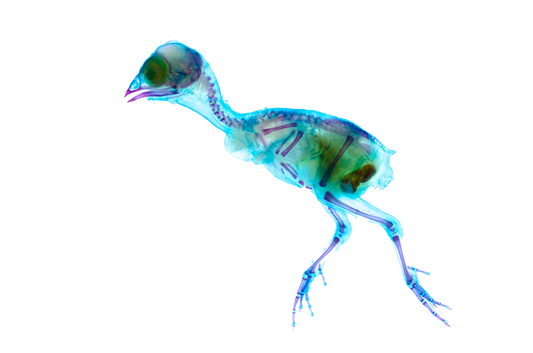 盧丁雞 Rutin chickens 透明標本系列_083 鳥類標本