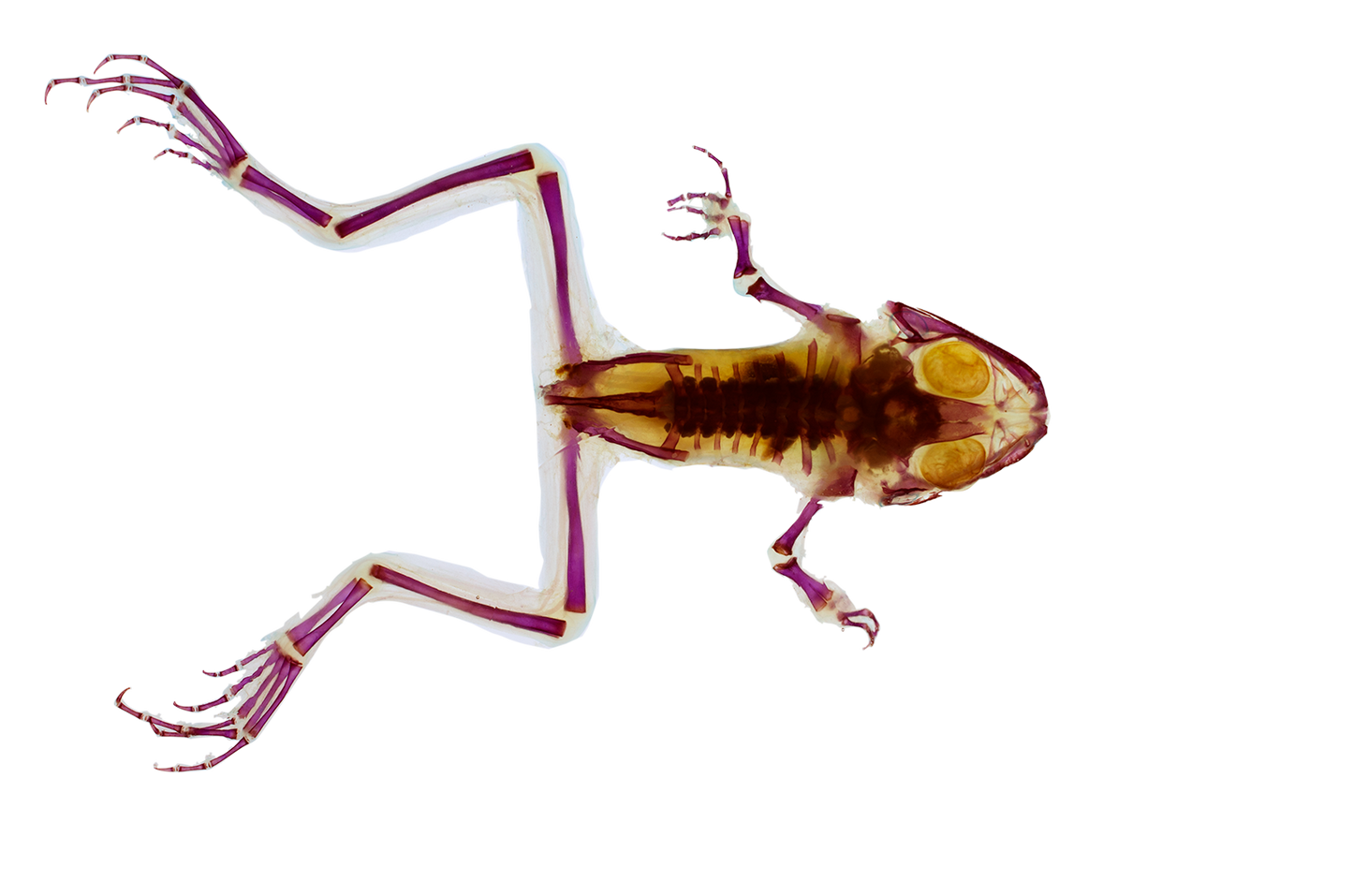 美洲牛蛙 Lithobates catesbeianus 透明標本系列_255 蛙類標本 台灣海洋生物