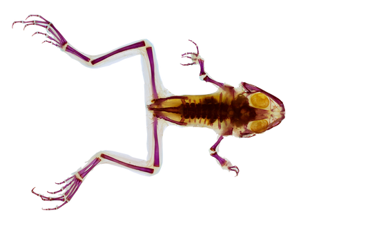 美洲牛蛙 Lithobates catesbeianus 透明標本系列_255 蛙類標本 台灣海洋生物