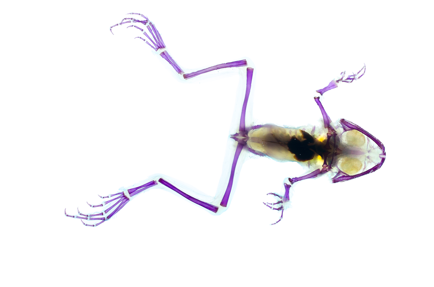 美洲牛蛙 Lithobates catesbeianus 透明標本系列_255 蛙類標本 台灣海洋生物