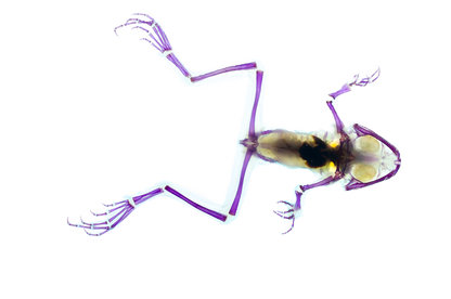 美洲牛蛙 Lithobates catesbeianus 透明標本系列_255 蛙類標本 台灣海洋生物