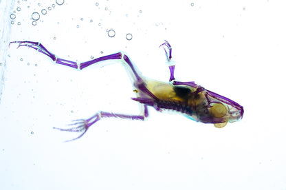 美洲牛蛙 Lithobates catesbeianus 透明標本系列_255 蛙類標本 台灣海洋生物