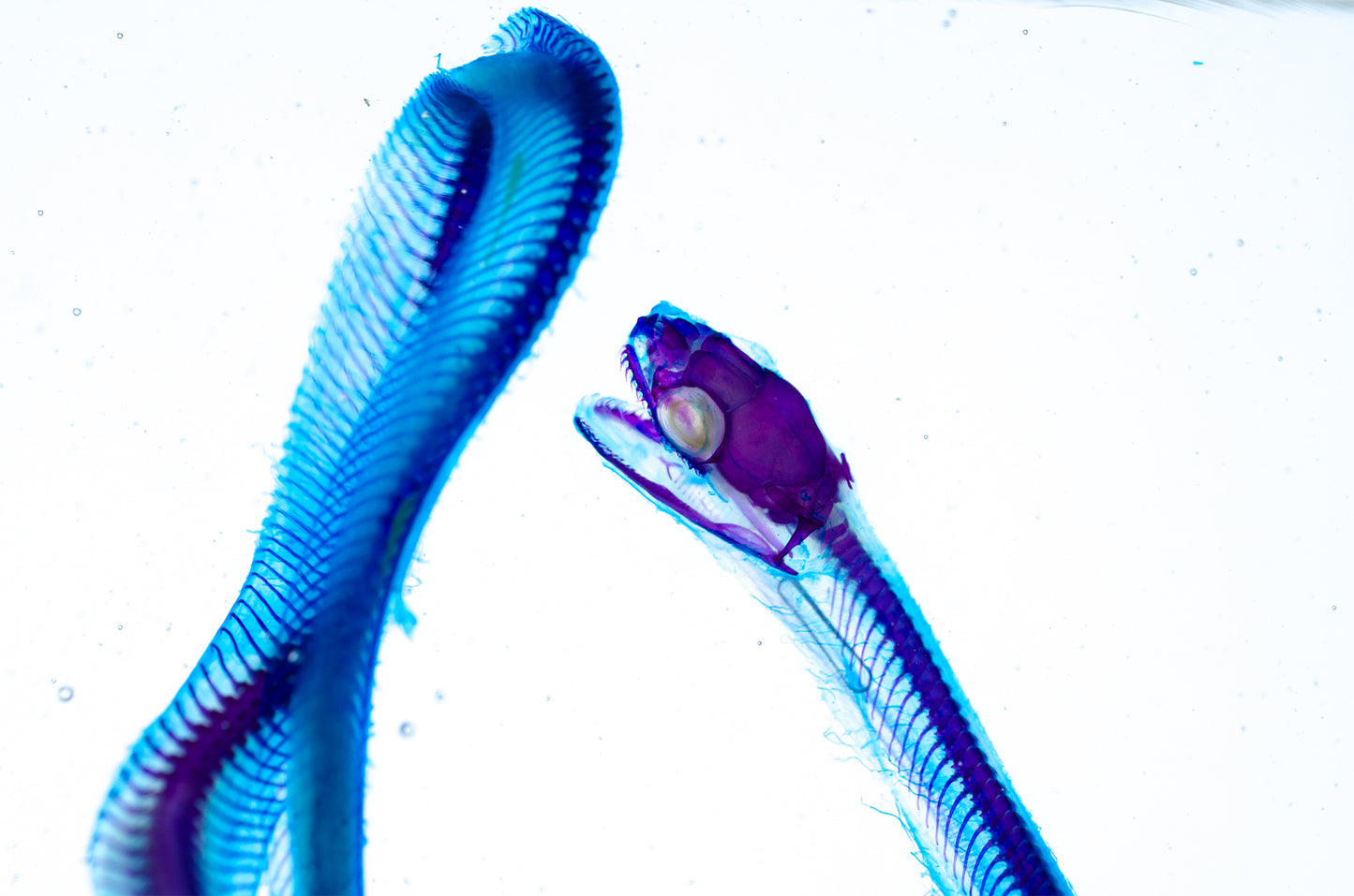 玉米蛇 Pantherophis guttatus 透明標本系列_223 蛇類標本