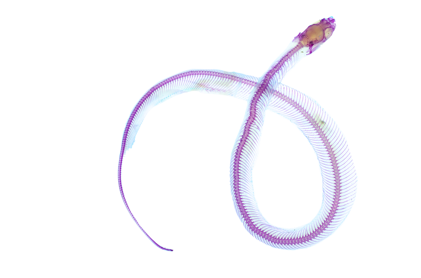 玉米蛇 Pantherophis guttatus 透明標本系列_223 蛇類標本