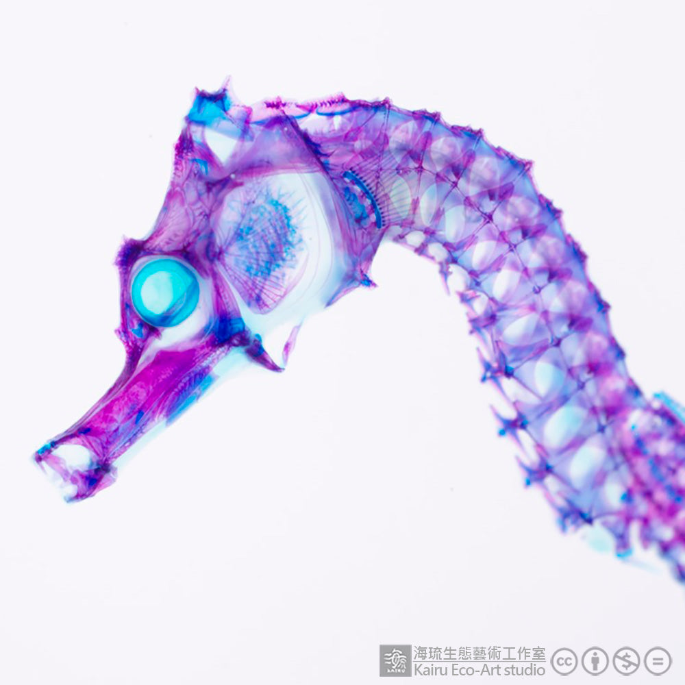 Transparent specimen seahorse fish specimen Taiwan marine life