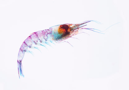 DIY手作 透明標本製作組 Diaphonization/Transparent Specimen Kit_Kairu Marine Lab 共四款