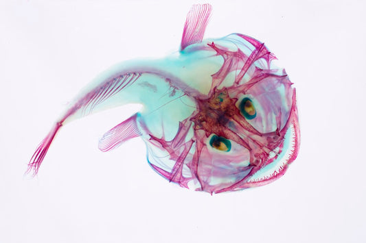 鮟鱇魚 透明標本系列_012 魚類標本 台灣海洋生物