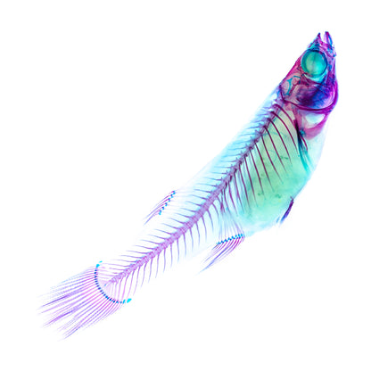 透明標本鋼筆 共四色 食蚊魚 鋼筆