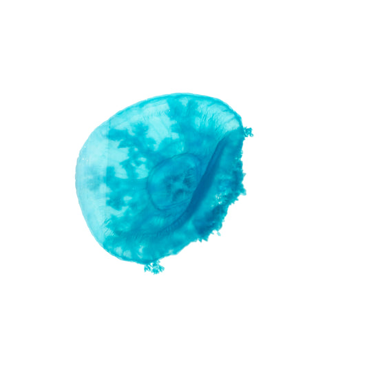 仙后水母 Cassiopea andromeda 透明標本系列_173 水母標本 台灣海洋生物