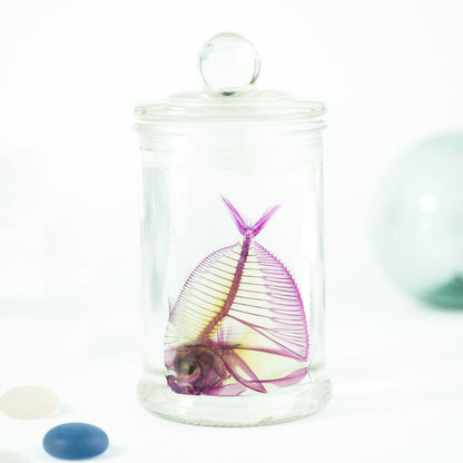Transparent specimen orbital fish skin knife fish specimen Taiwan marine life