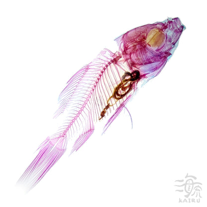 金魚(朱文錦) Goldfish 透明標本系列_100 魚類標本