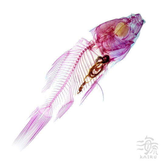 金魚(朱文錦) Goldfish 透明標本系列_100 魚類標本