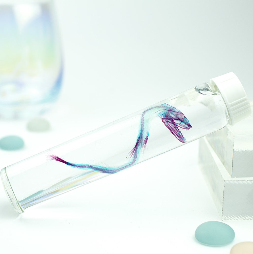 小鰭鐮齒魚 Harpadon microchir 透明標本系列_007 魚類標本 台灣海洋生物