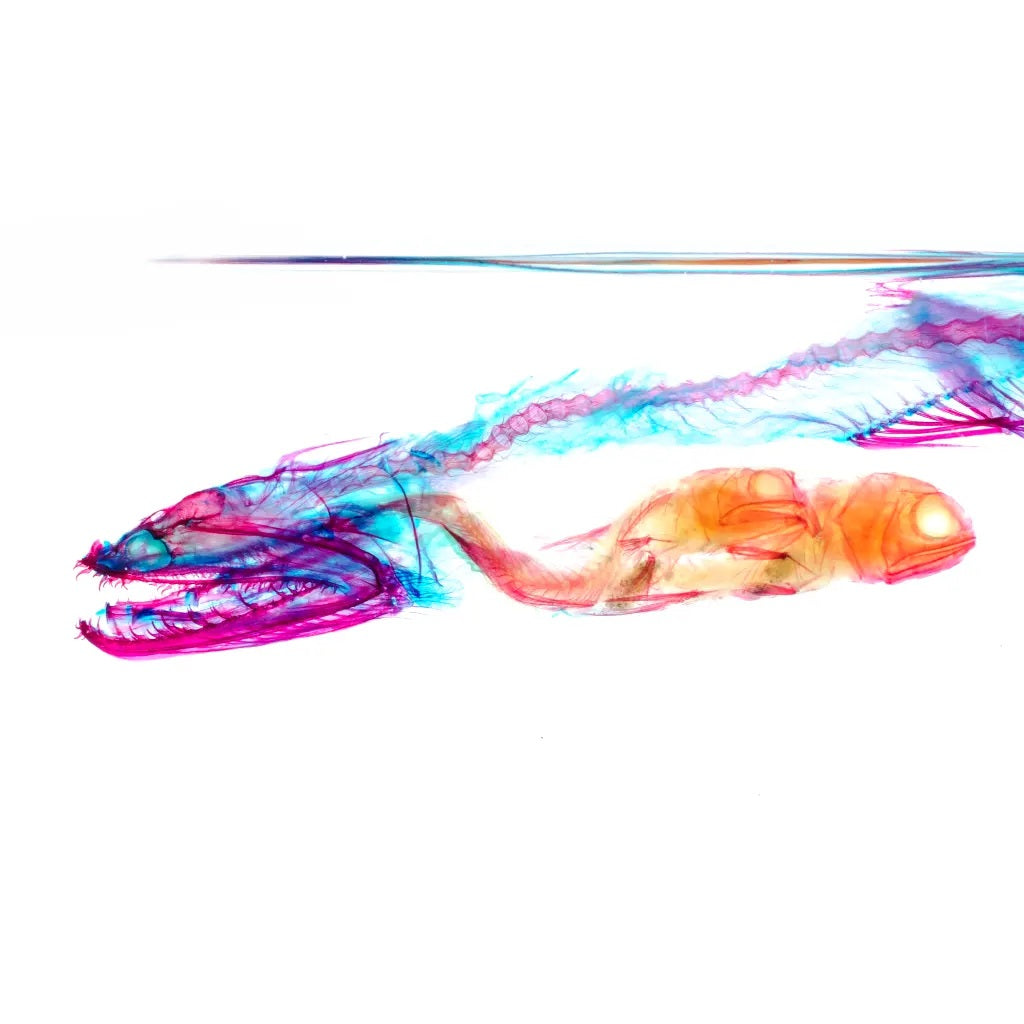 小鰭鐮齒魚 Harpadon microchir 透明標本系列_007 魚類標本 台灣海洋生物