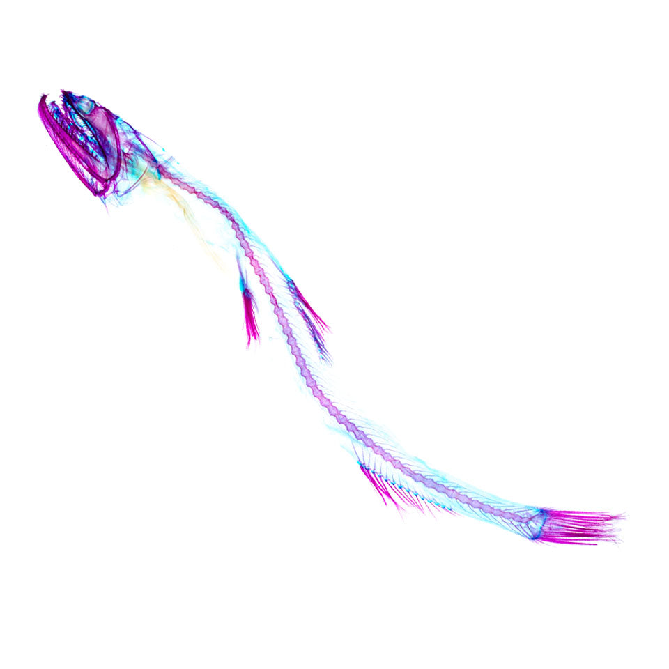 小鰭鐮齒魚 Harpadon microchir 透明標本系列_007 魚類標本 台灣海洋生物