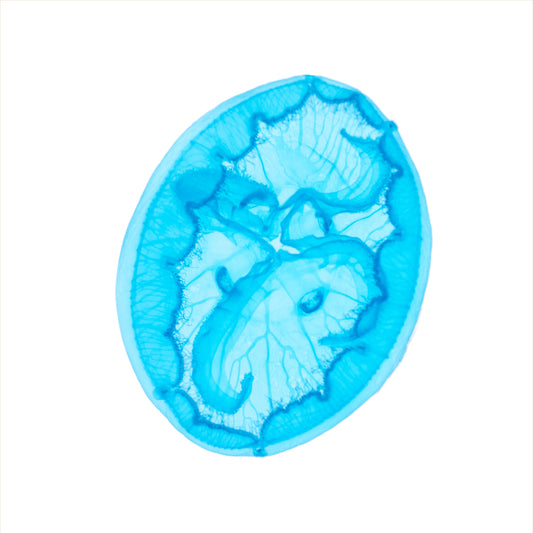 海月水母 Aurelia sp. 透明標本系列_023 水母標本 台灣海洋生物