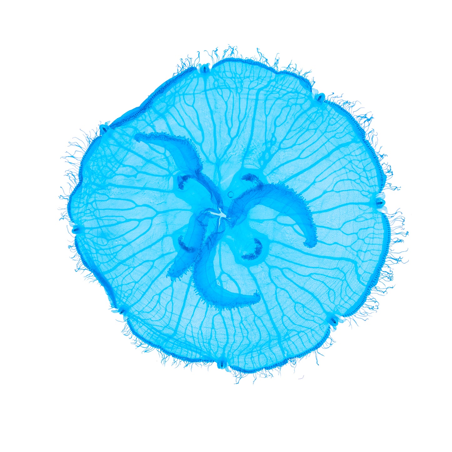 海月水母 Aurelia sp. 透明標本系列_023 水母標本 台灣海洋生物