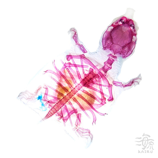 Pelodiscus sinensis_back_Diaphonization_Specimen
