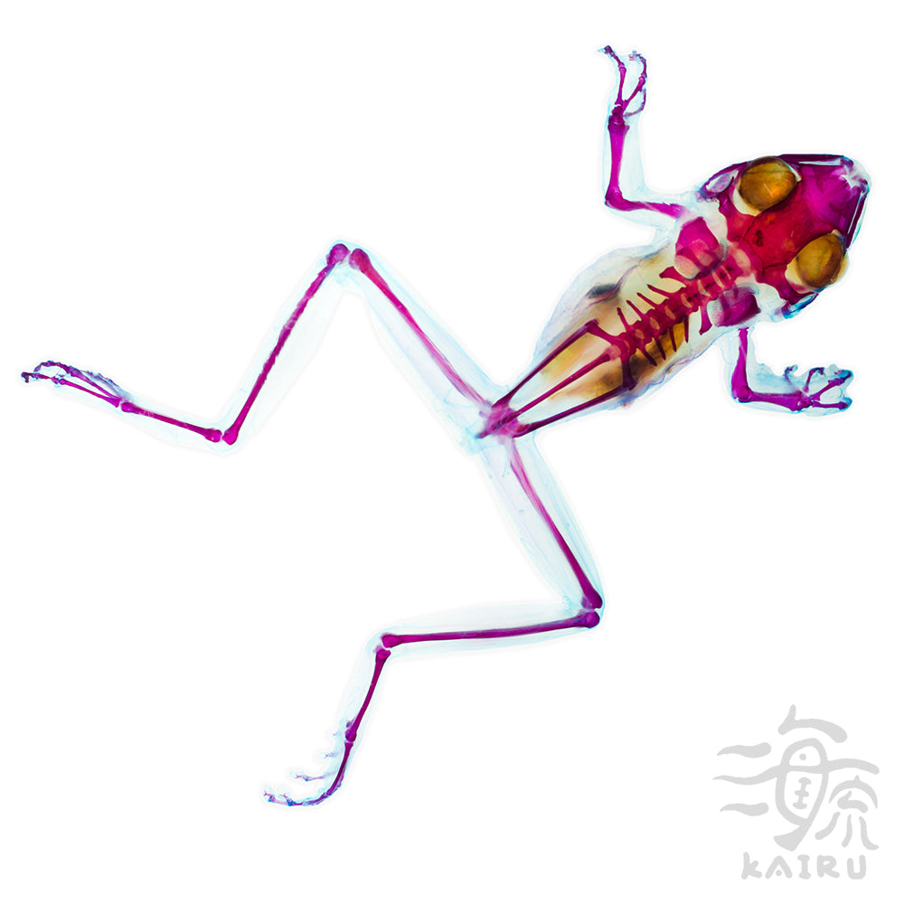 斑腿樹蛙  Polypedates megacephalus 透明標本系列_254 蛙類標本 外來種