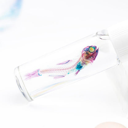 燈籠魚 Benthosema spp. 透明標本系列_003 魚類標本 台灣海洋生物