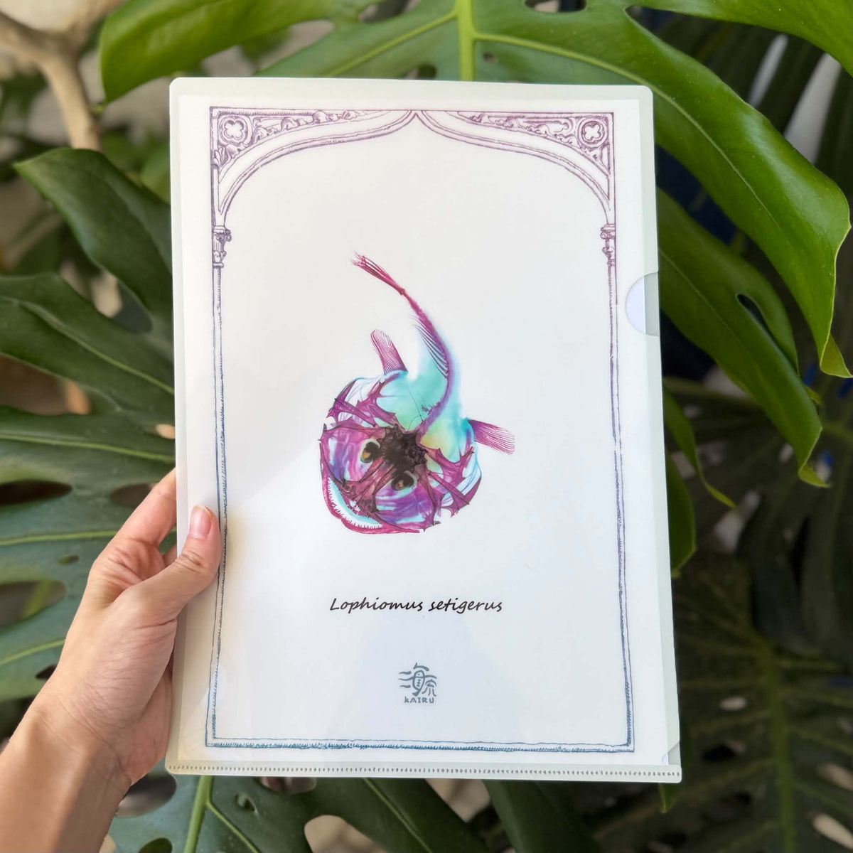 <官方特典版預購>透明博物館：從透明標本製作解密到278種海陸生物圖鑑，透視骨骼、形態與生命之美