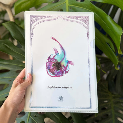 <官方特典版預購>透明博物館：從透明標本製作解密到278種海陸生物圖鑑，透視骨骼、形態與生命之美
