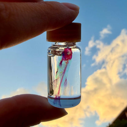 <官方特典版預購>透明博物館：從透明標本製作解密到278種海陸生物圖鑑，透視骨骼、形態與生命之美