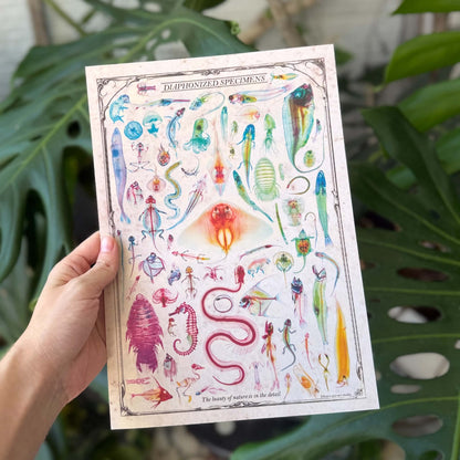 <官方特典版預購>透明博物館：從透明標本製作解密到278種海陸生物圖鑑，透視骨骼、形態與生命之美