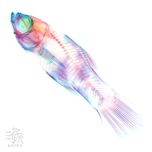 劍尾魚 花斑劍尾魚 Xiphophorus sp. 透明標本系列_107 魚類標本 小紅豆