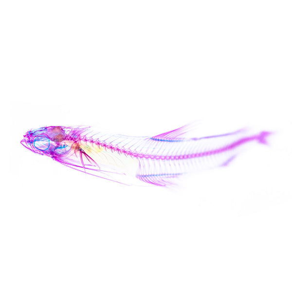 DIY手作 透明標本製作組 Diaphonization/Transparent Specimen Kit_Kairu Marine Lab ...