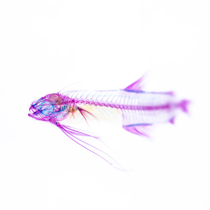 Transparent specimen sea loach fish specimen Taiwan marine life
