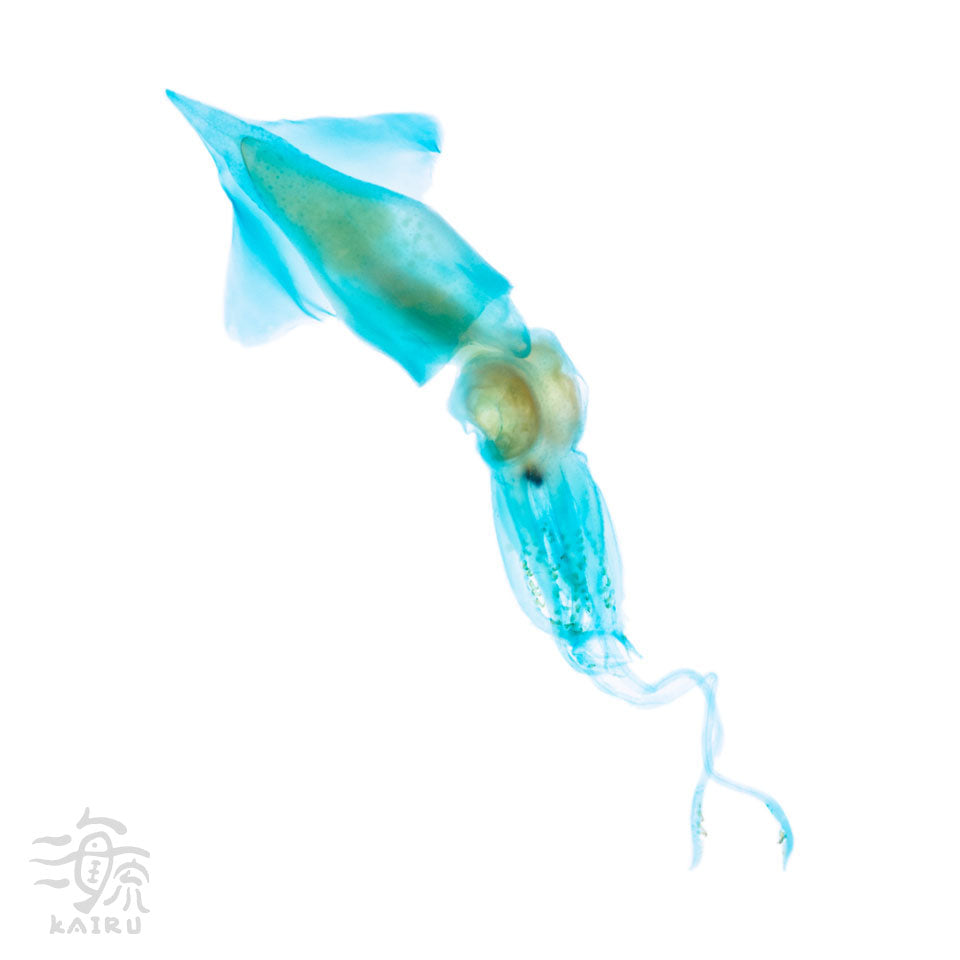 管魷目  Oegopsina 透明標本系列_006 頭足類標本 台灣海洋生物