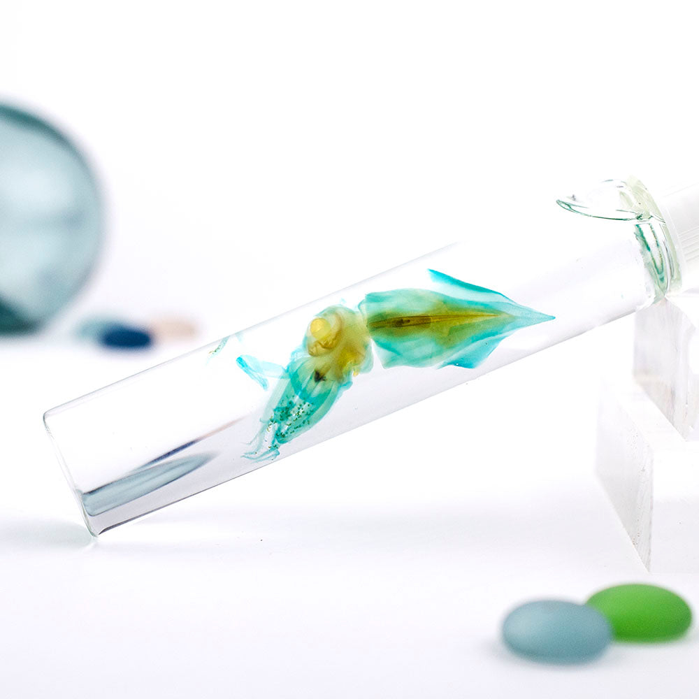 管魷目  Oegopsina 透明標本系列_006 頭足類標本 台灣海洋生物