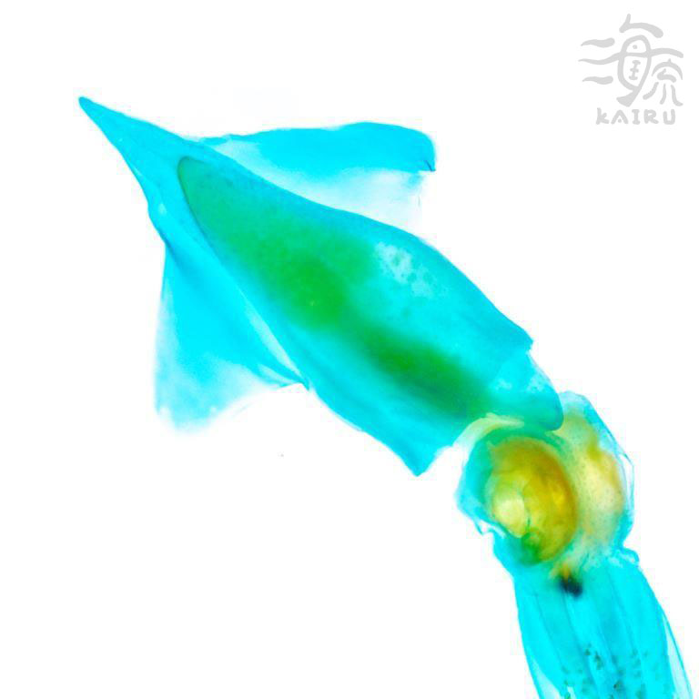 管魷目  Oegopsina 透明標本系列_006 頭足類標本 台灣海洋生物