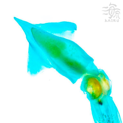 管魷目  Oegopsina 透明標本系列_006 頭足類標本 台灣海洋生物