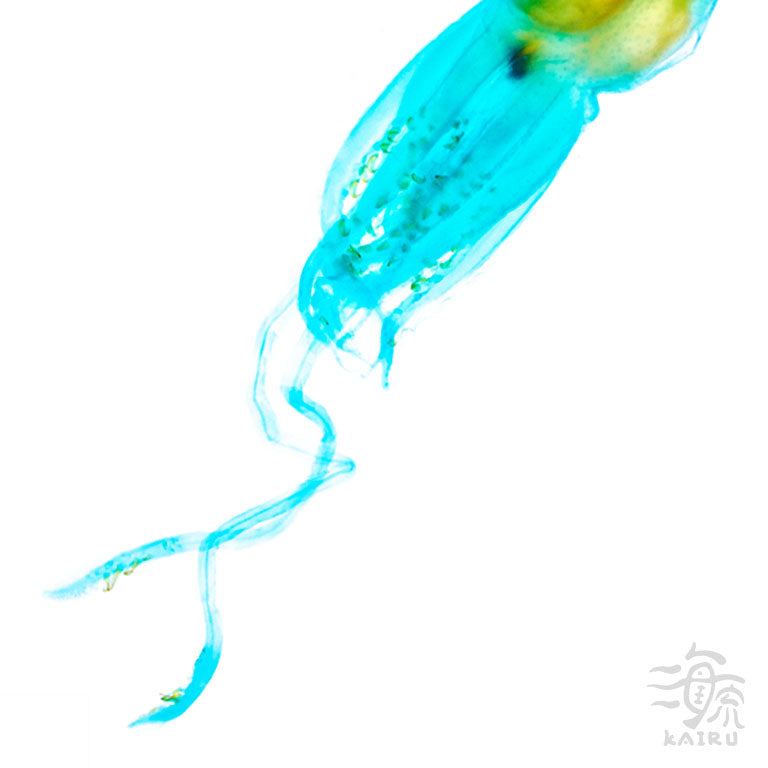 管魷目  Oegopsina 透明標本系列_006 頭足類標本 台灣海洋生物