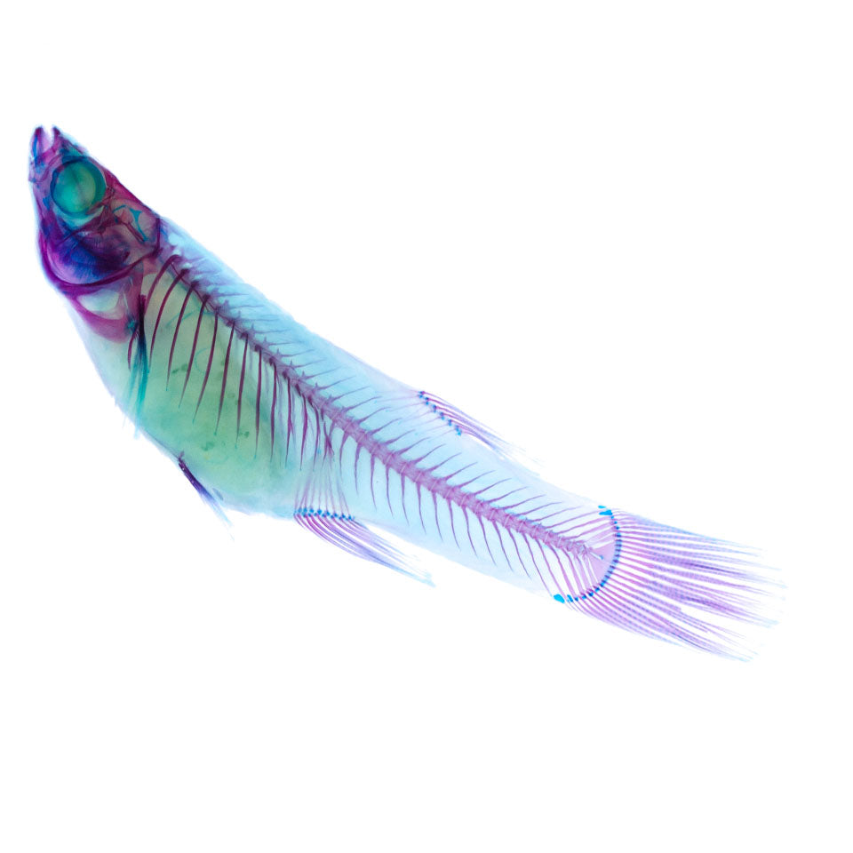 大肚魚 Gambusia sp. 透明標本系列_017 魚類標本 台灣海洋生物 外來種生物