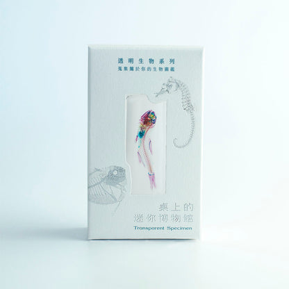 燈籠魚 Benthosema spp. 透明標本系列_003 魚類標本 台灣海洋生物