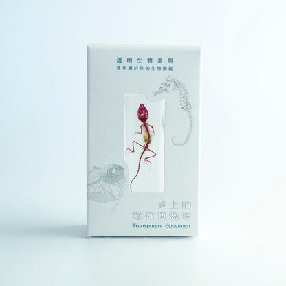 沙氏變色蜥 透明標本系列_013_桌上的迷你博物館