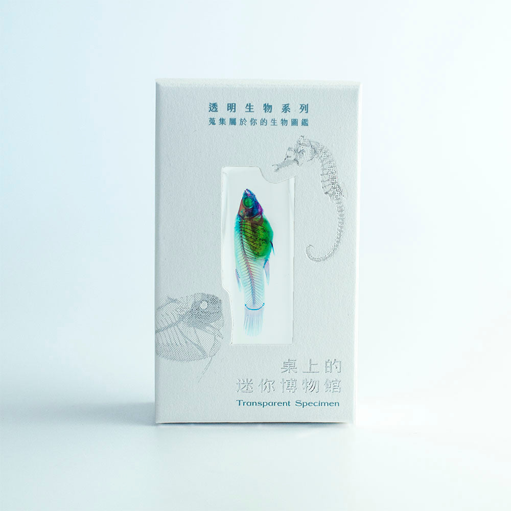 烏魚_Mugil cephalus_透明生物標本系列_桌上的迷你博物館