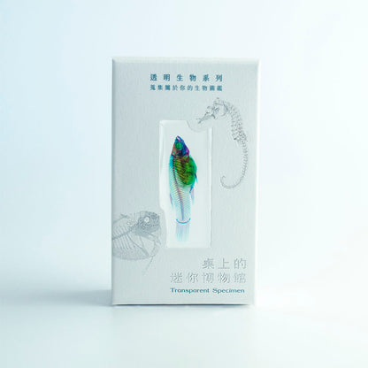 烏魚_Mugil cephalus_透明生物標本系列_桌上的迷你博物館