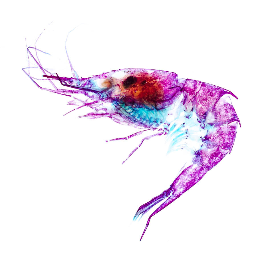 刺蝦 Oplophoridae 透明標本系列_027 蝦類標本 台灣海洋生物