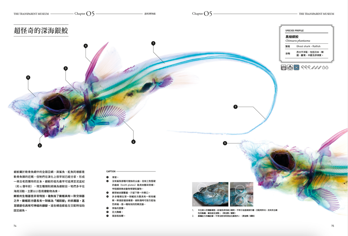 <官方特典版預購>透明博物館：從透明標本製作解密到278種海陸生物圖鑑，透視骨骼、形態與生命之美